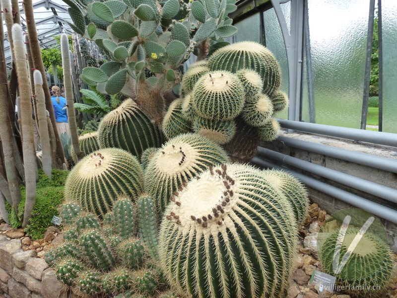 Goldkugelkaktus: Übersicht